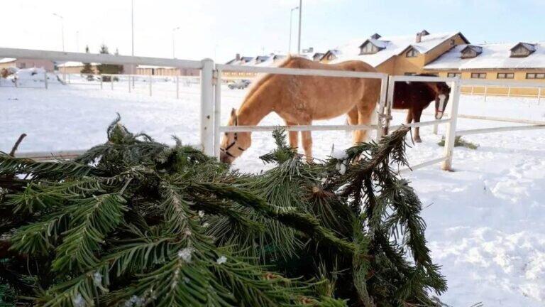    Оренбуржцы могут привезти елки на ипподром — для лошадей хвойные ветки настоящее лакомство Андрей Севостьянов