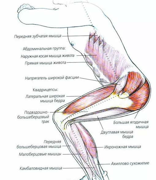 Разгоняем кровь в домашних условиях. Упражнения для тренировки всего тела дома без инвентаря.