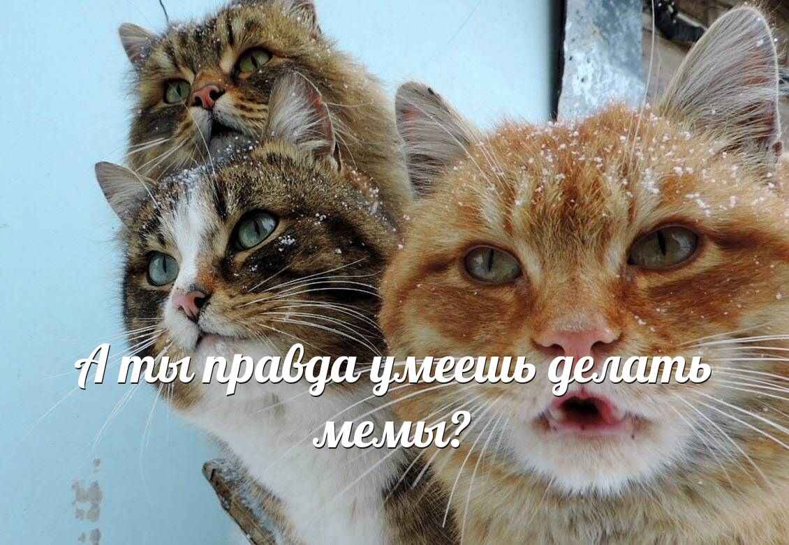 Котики надеются на хороший контент