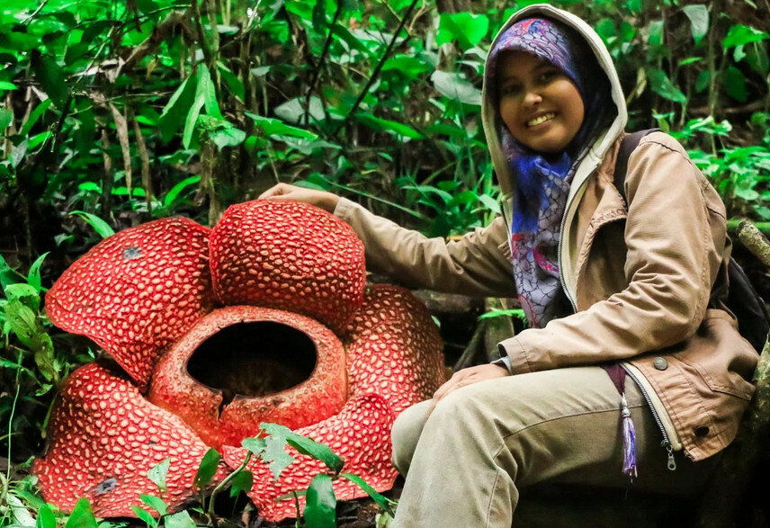 Раффлезия Арнольда