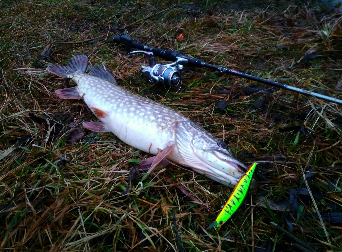 DUO Realis 120 SP / Фото автора