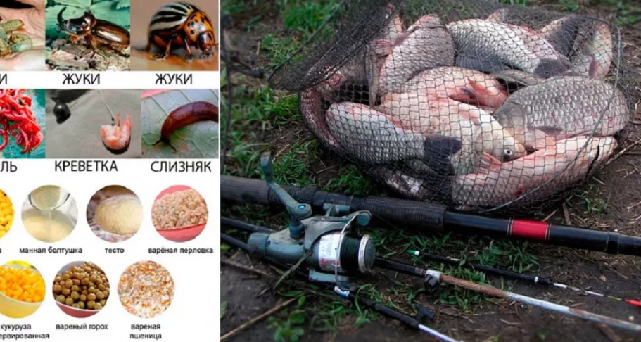 Фотография взята из источника plotva.by