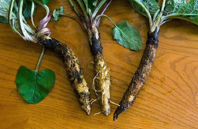 Автор и правообладатель данного изображения:  https://bober-med.ru/lopukh-prostatite-printsipy-lecheniya-protivopokazaniya-otzyvy/