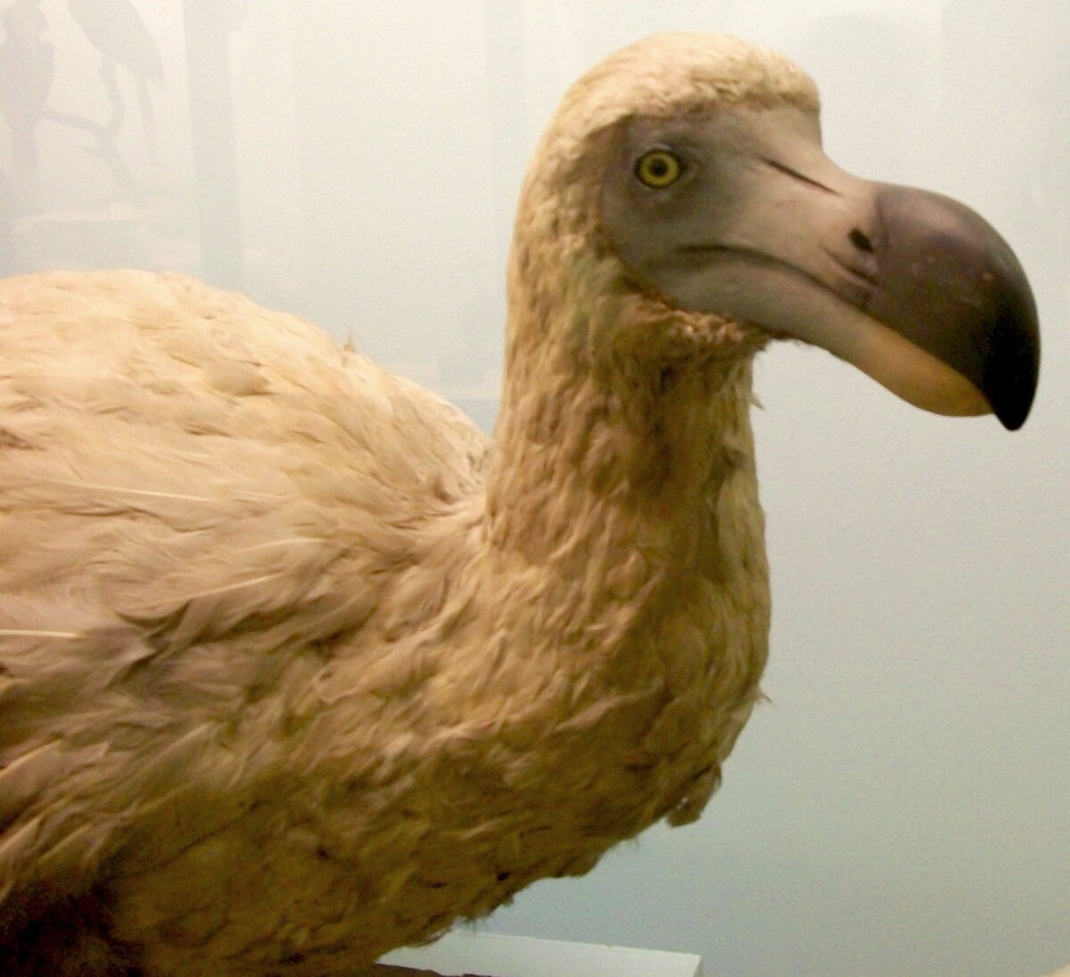 Источник фото: commons.wikimedia.org