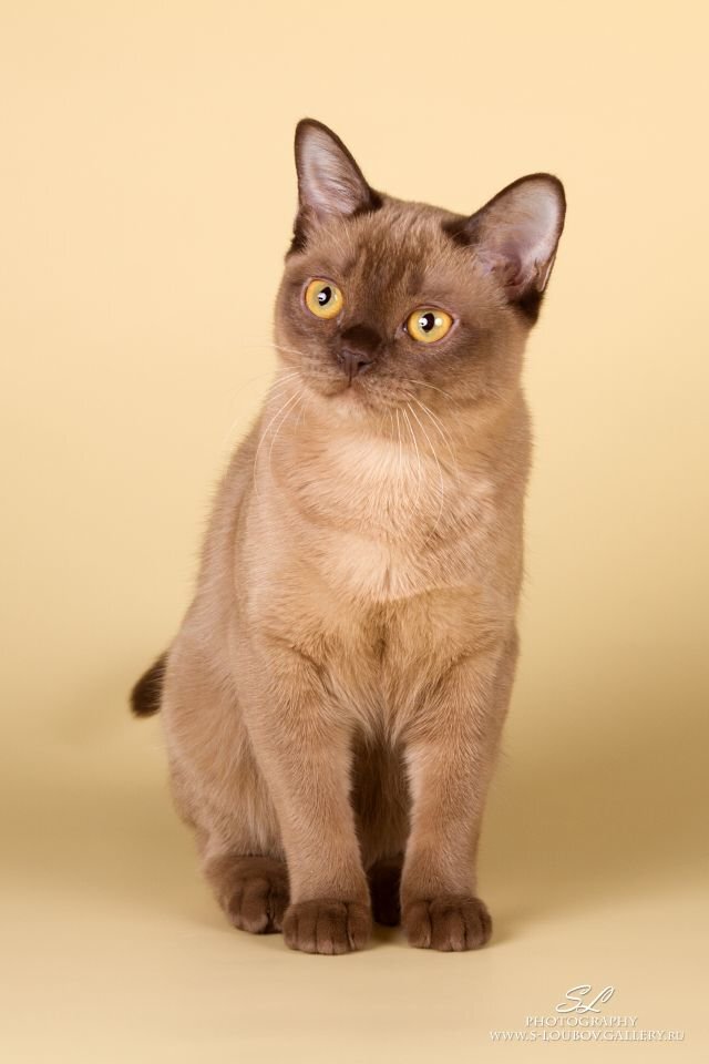 Фото, Яндекс