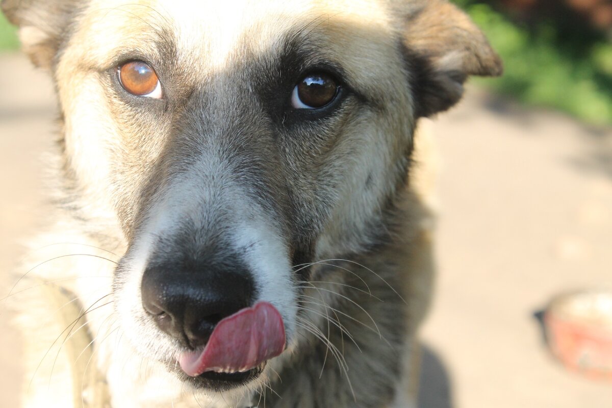 мой Балушка  