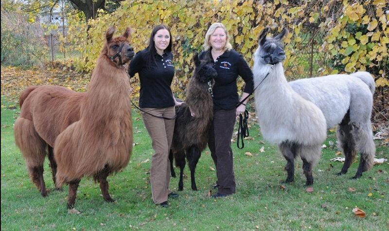 Mountain Peaks Therapy Llamas & Alpacas