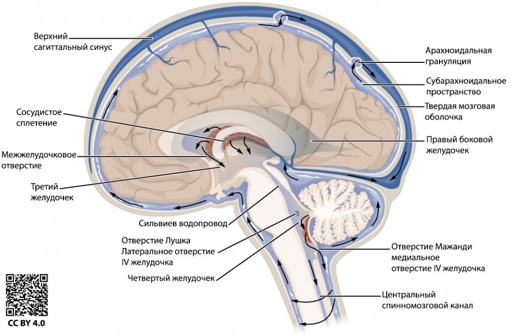 Схема циркуляции спинно-мозговой жидкости. СМЖ - особая жидкость, циркулирующая в полостях мозга (вырабатывается в головном, "обмывая" его, "стекает" в спинной). Она обеспечивает механическую защиту мозга и участвует в обмене веществ с ним - например, уносит выделения клеток.