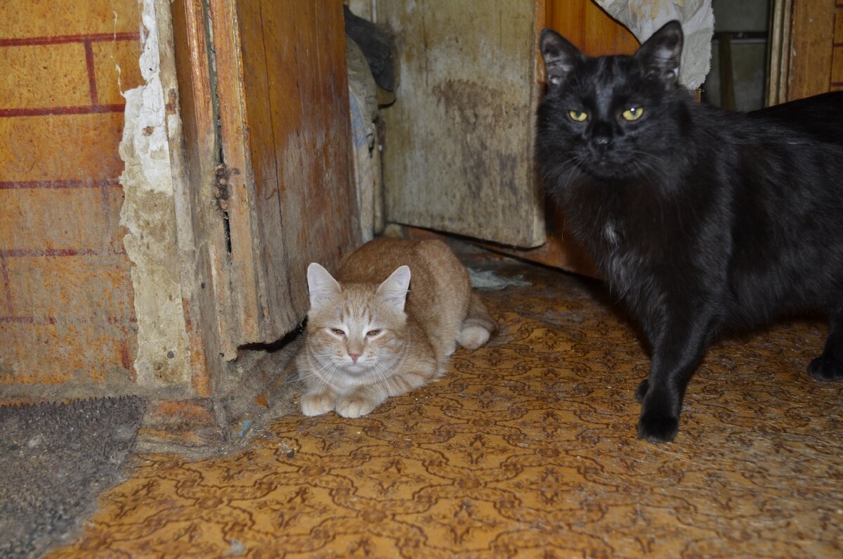 Котики ждут и надеются на помощь.