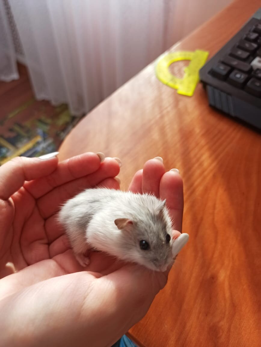 Это наш хомяк Геральд