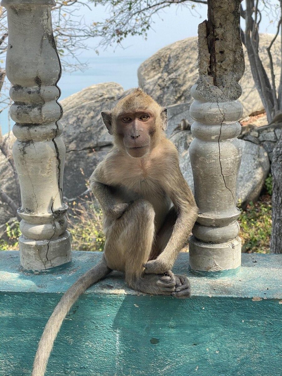 "А кто сегодня принимает решение? Аня или Обезьяна?"