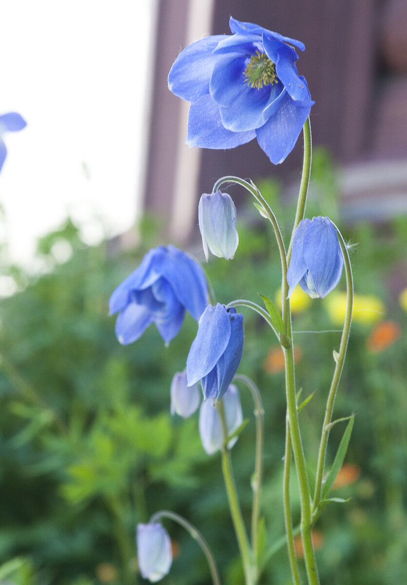 Аквилегия Botanical