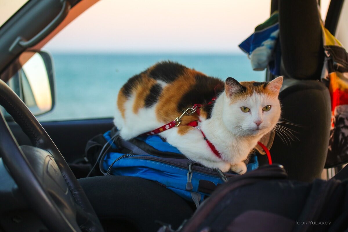 Traveling cats. Путешествие с кошкой. Кошки путешественники. Кошка в машине. Кот путешественник.