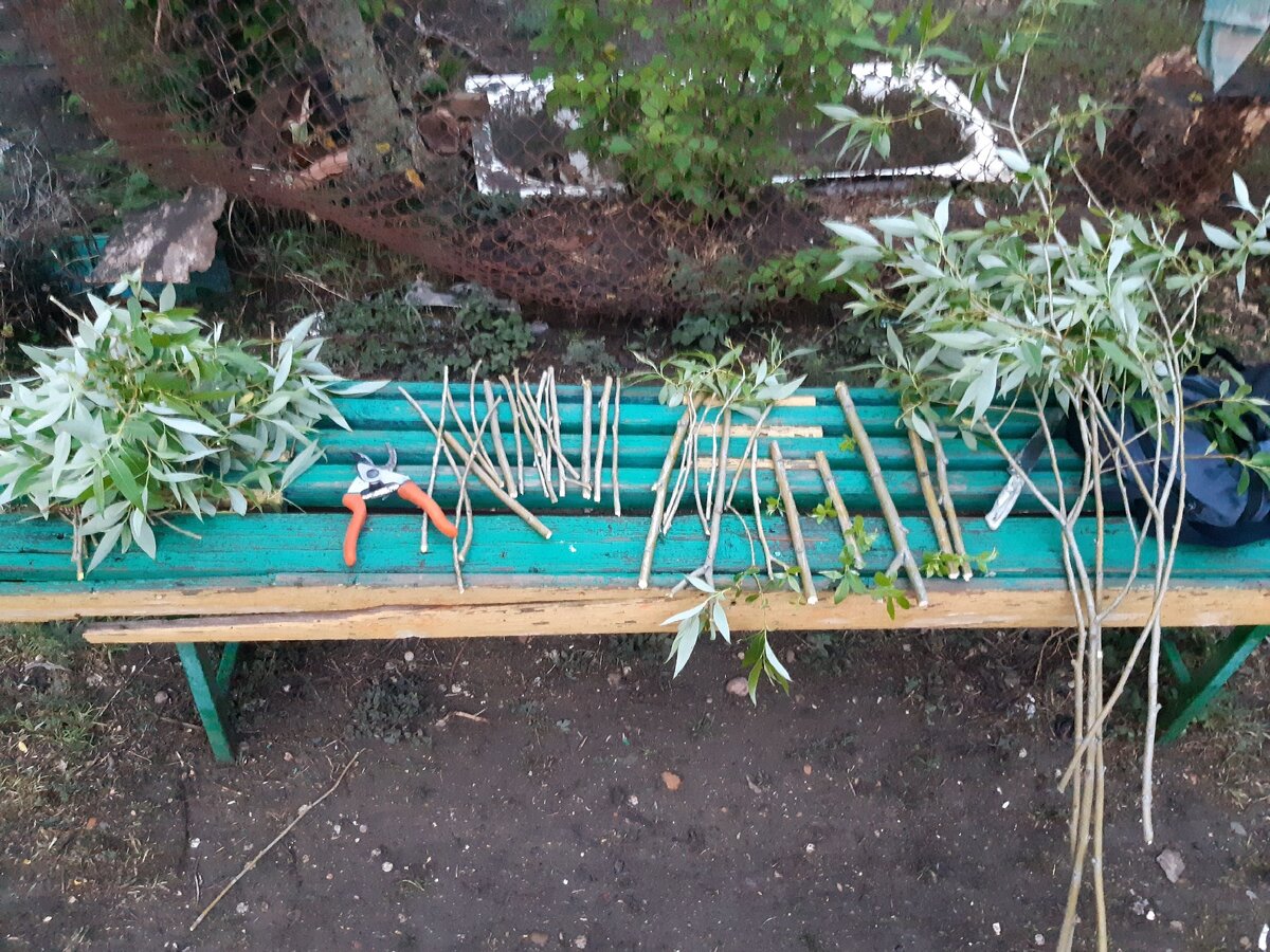 Вот как мы нарезали вербу на черенки. Лучше конечно, сажать, когда только почки.