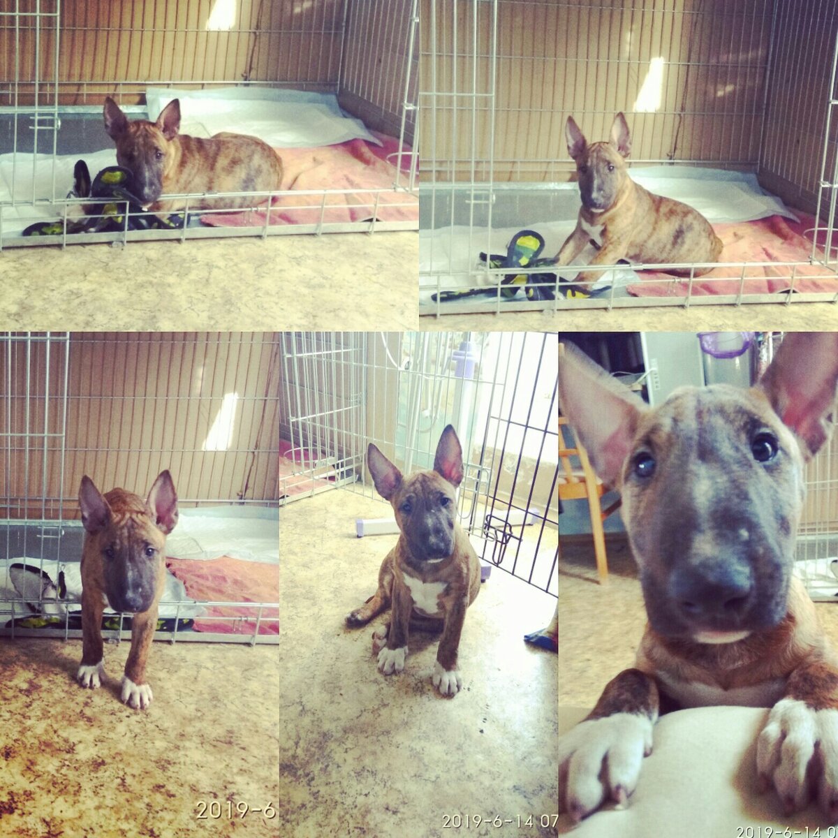 Пока я была на работе, Гренка оставалась в большой клетке, где помещались и пеленки, и подстилка, и лежал во время моего отсутствия большой рог. Но даже когда я была дома она без проблем сама заходила в клетку