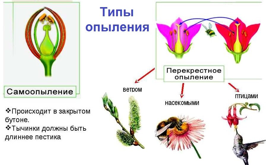 Как называется самоопыление растений виды и значение процесса