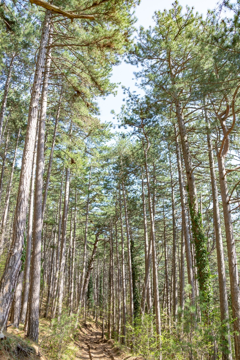 2. Грунтовая дорога идёт через высокорослый сосновый лес.