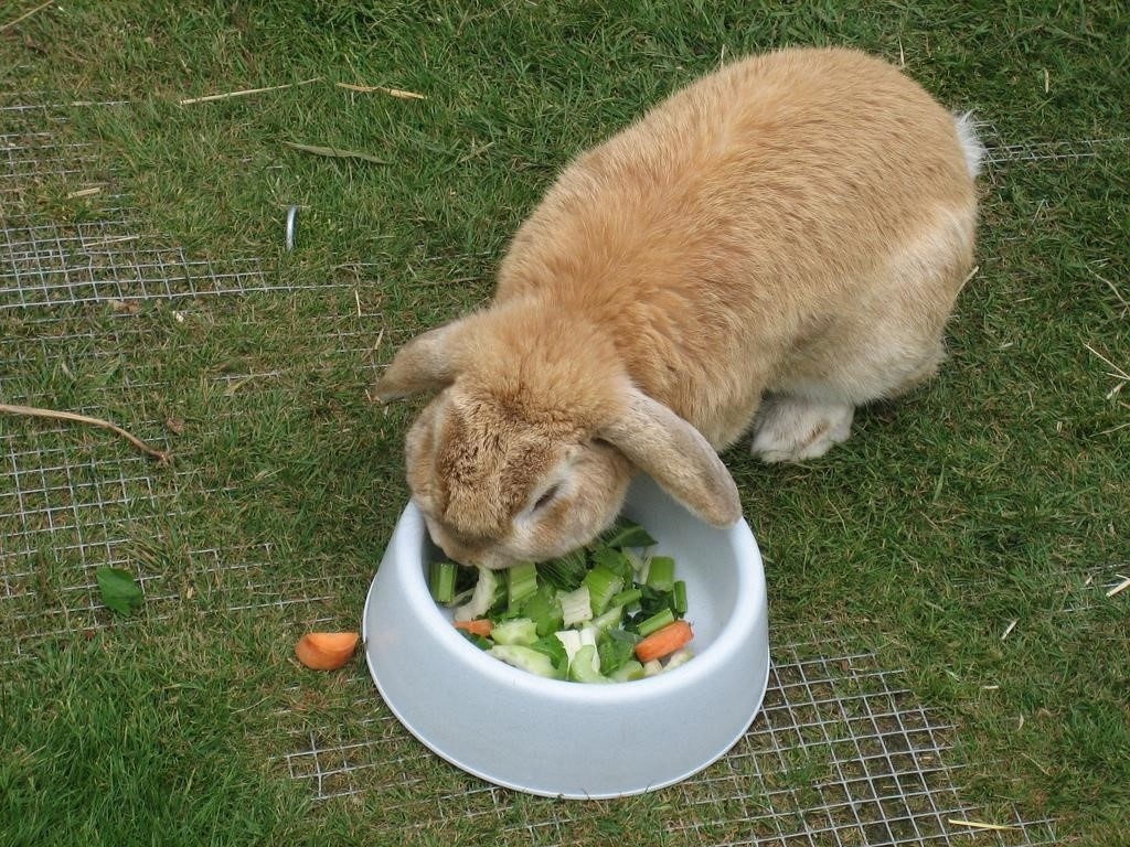 Как сделать сенник, чтобы кролики ели сено, а не разбрасывали его из кормушки
