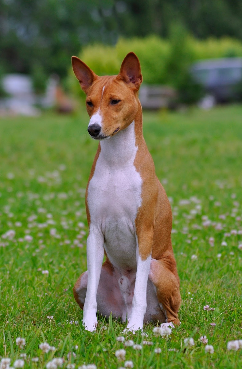 Фото из свободных источников 