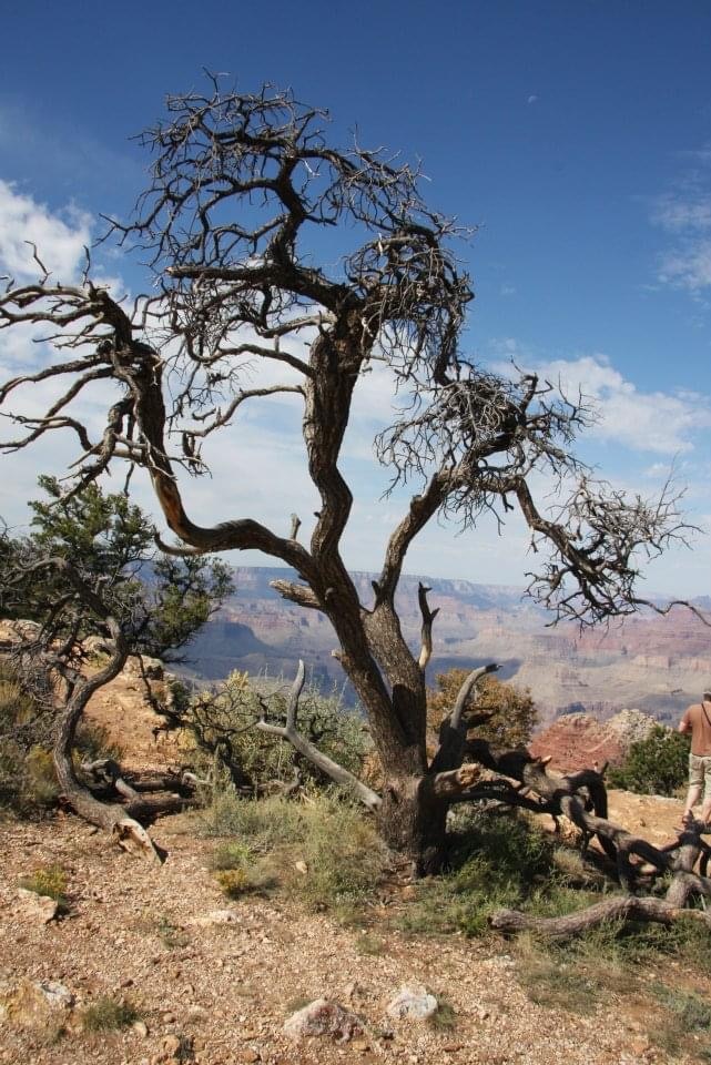 South Rim. 