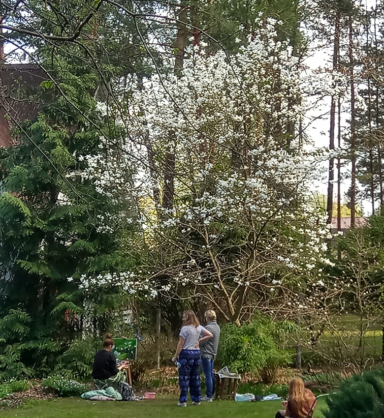 Магнолия Кобус (Magnolia kobus) в саду Елены, фото хозяйки, май 2019 