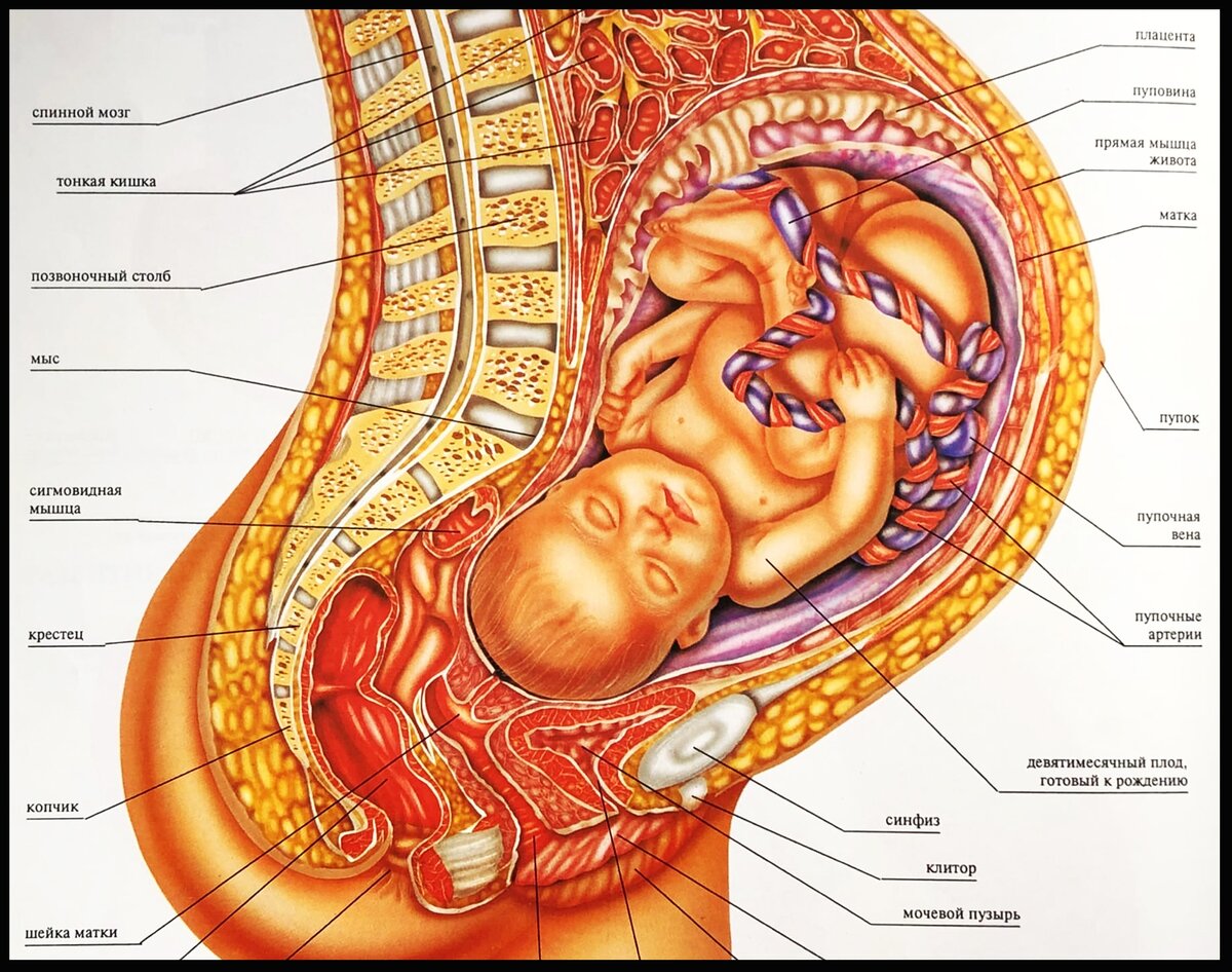 оргазм и гипертонус матки при беременности фото 4