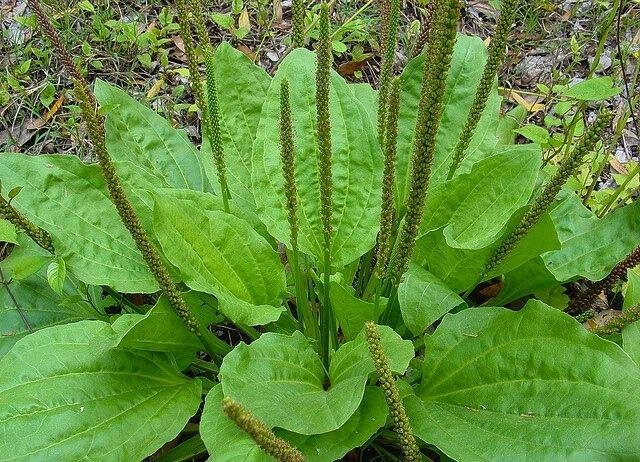 Подорожник.