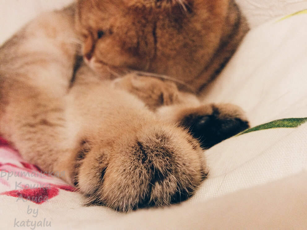 Наша Алиса.Фото из личного архива.