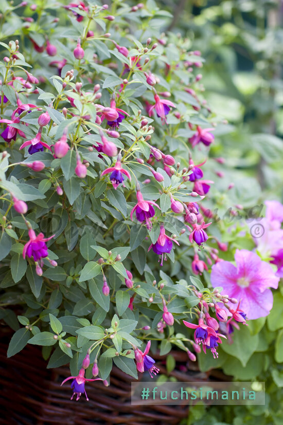 Фуксии - традиционные растения "бабушкиных" окон, в саду чувствуют себя  отлично