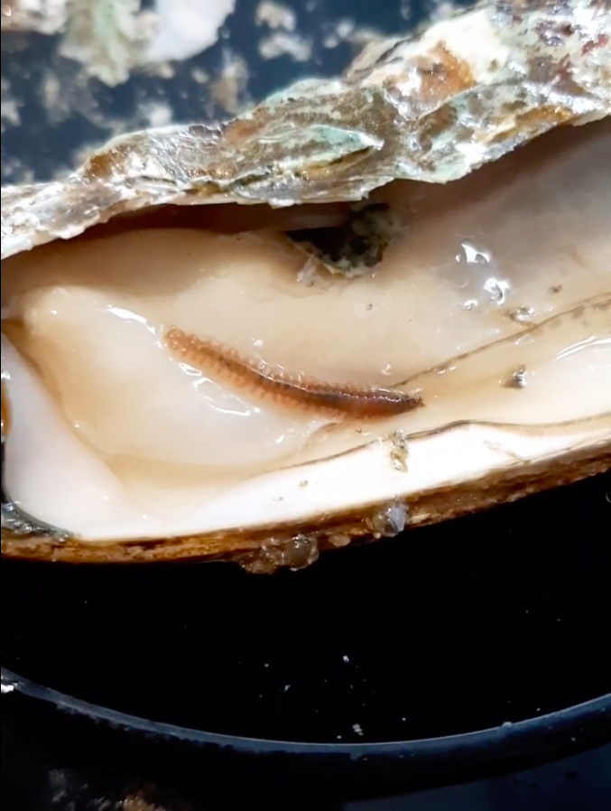 Полихет в устрицы