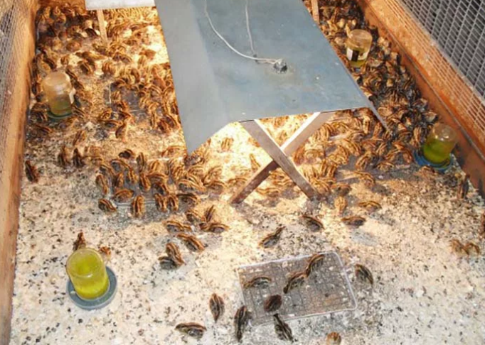 Фотография взята из источника agrarii.com