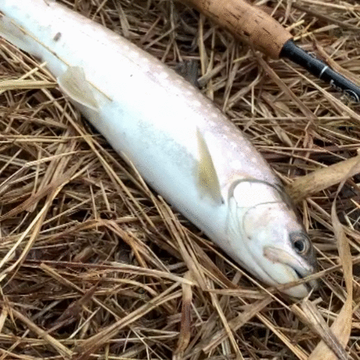 Кунджа с реки Аракуль