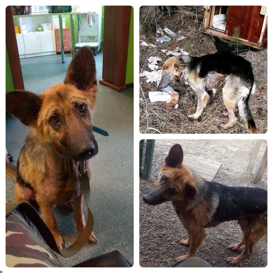 Фотограф снял самые благодарные глаза: 3 месяца работы в приюте для собак