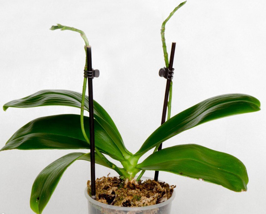 Орхидея отцвела: что делать дальше со стрелкой и субстратом