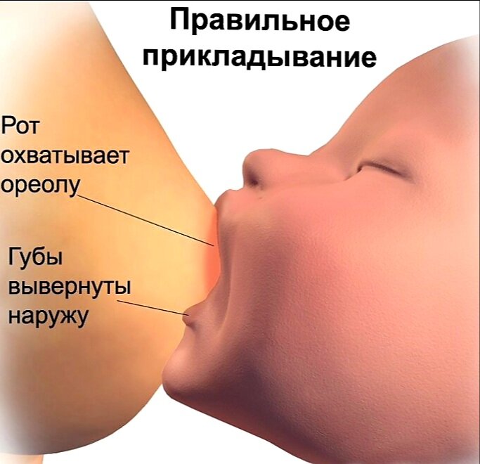 Схема правильного прикладывания малыша к груди