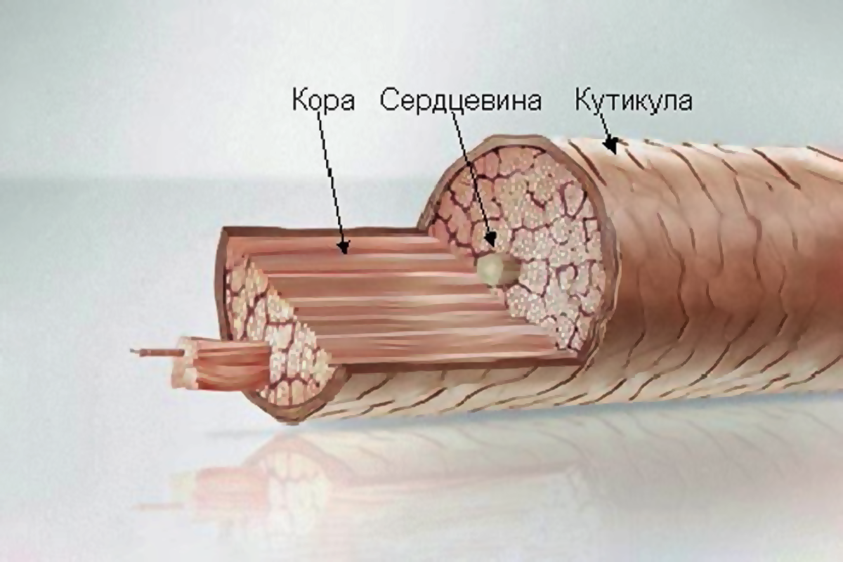 строение волоса фото