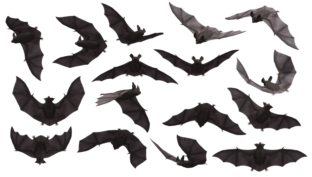 https://pixabay.com/ru/users/Parker_West-7094318