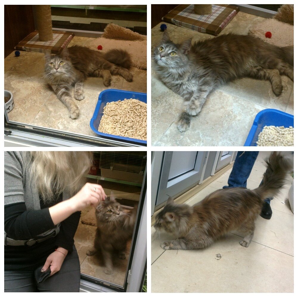 первый мейн-кун, фото моё