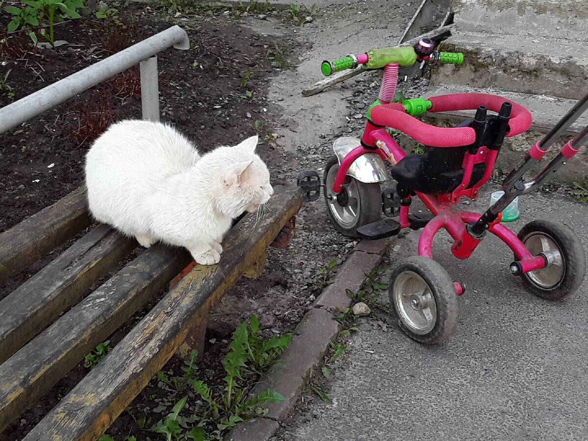 Белый мявкающий котик покушал и  отдыхает на скамеечке. За него и прилетело мне.