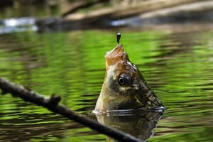 воду наливают в кастрюлю и доводят до кипения;