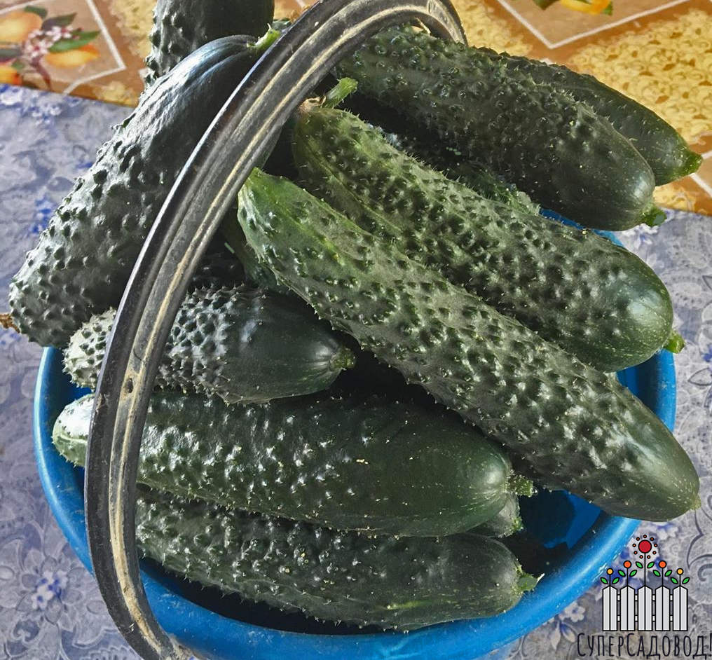 Фотография прошлогоднего урожая огурчиков