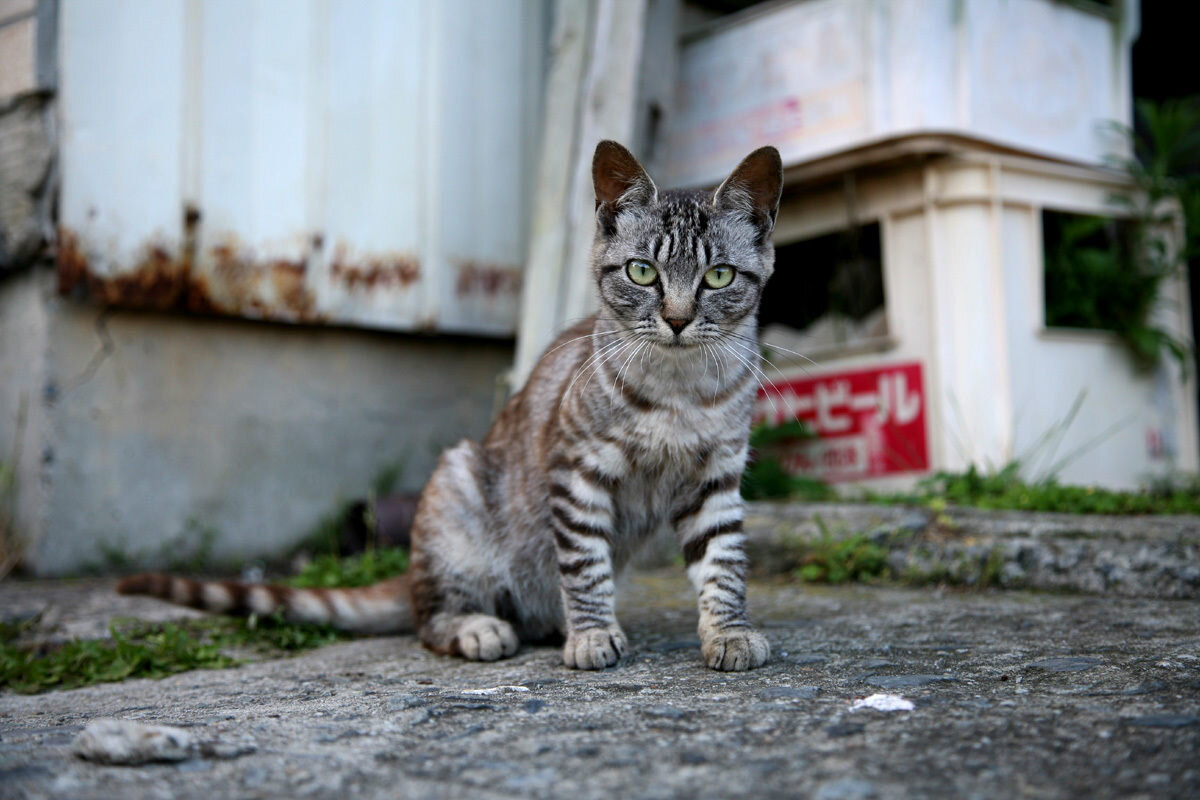 Кошек куда. Кошкин рай. Stray Cat. Где кошки.