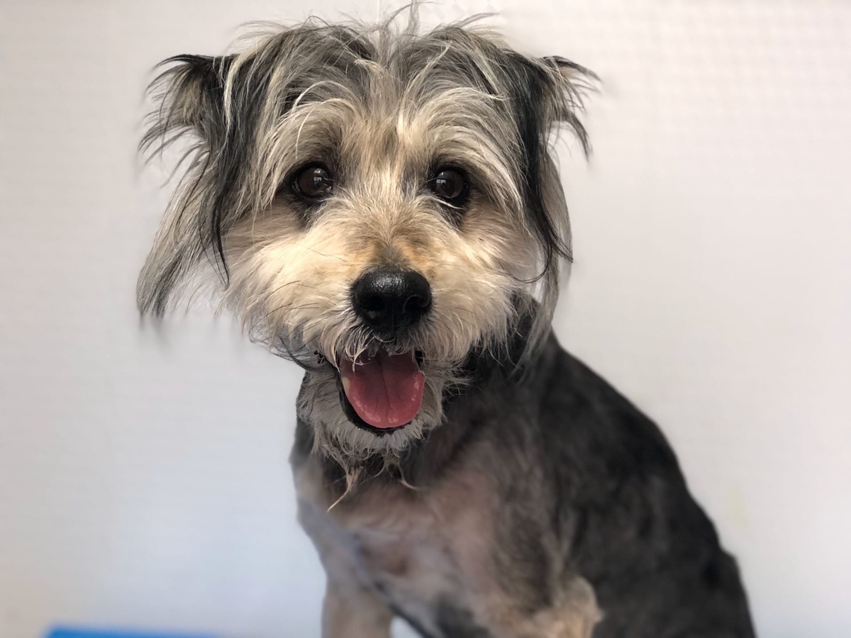 Это разбойница Жужа, ей 4г., 37см в холке, поводок отлично, выгул терпит. Жужа – это море хорошего настроения. Очень сообразительная, спокойная, но веселая собака. Станет отличным компаньоном. Скорая помощь для тех, кто потерял хорошее настроение!