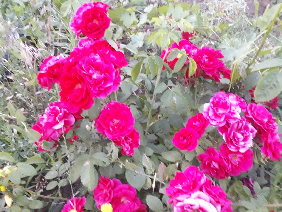 Простая подкормка для роз, заставляющая их цвети 