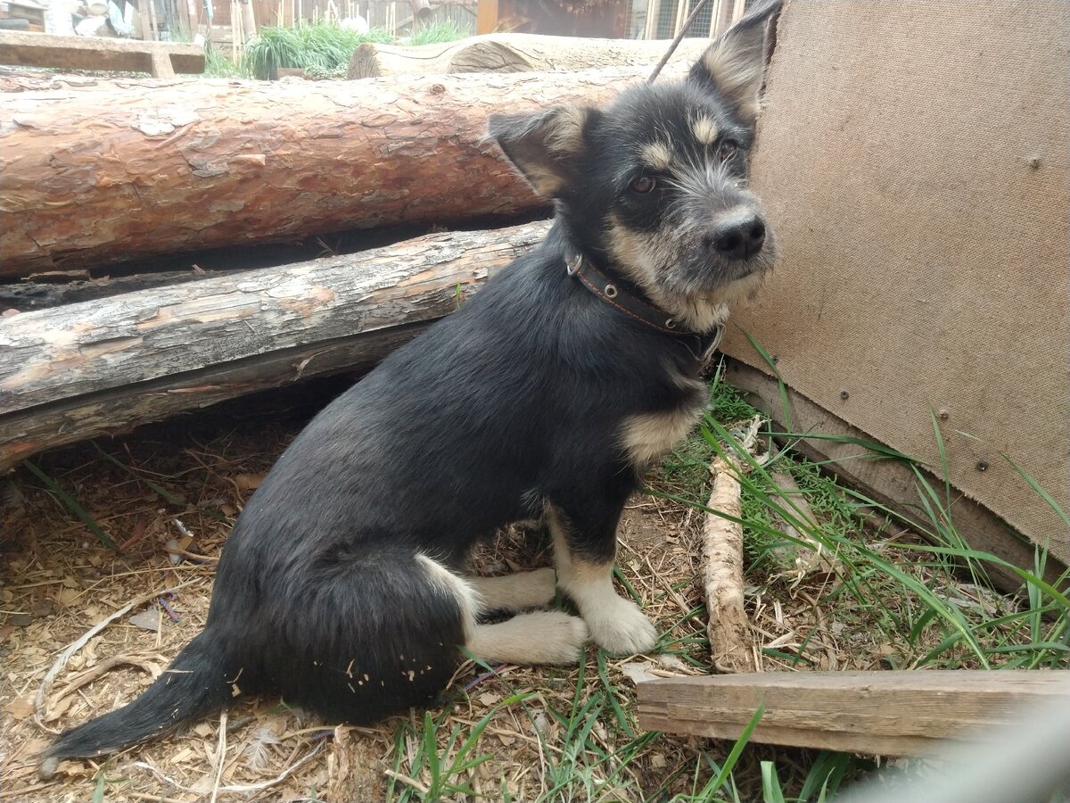 Хапа, красивая девочка