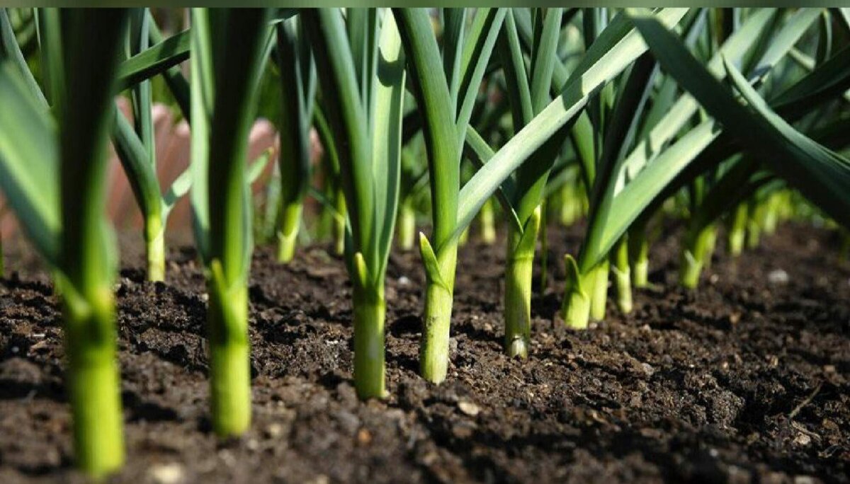 посадка ярового чеснока весной. всходы яровой пшеницы. всходы зимнего чеснока. чеснок под зиму. ростки чеснока.