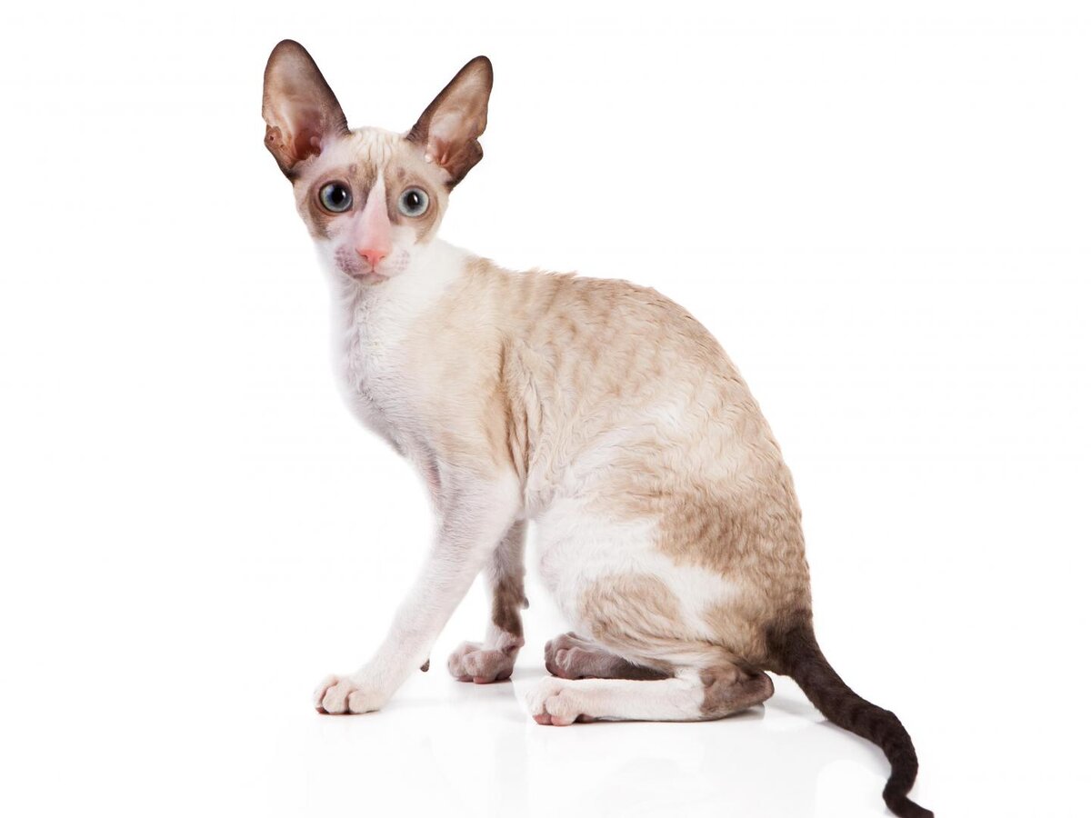 Фото Корниш рекса