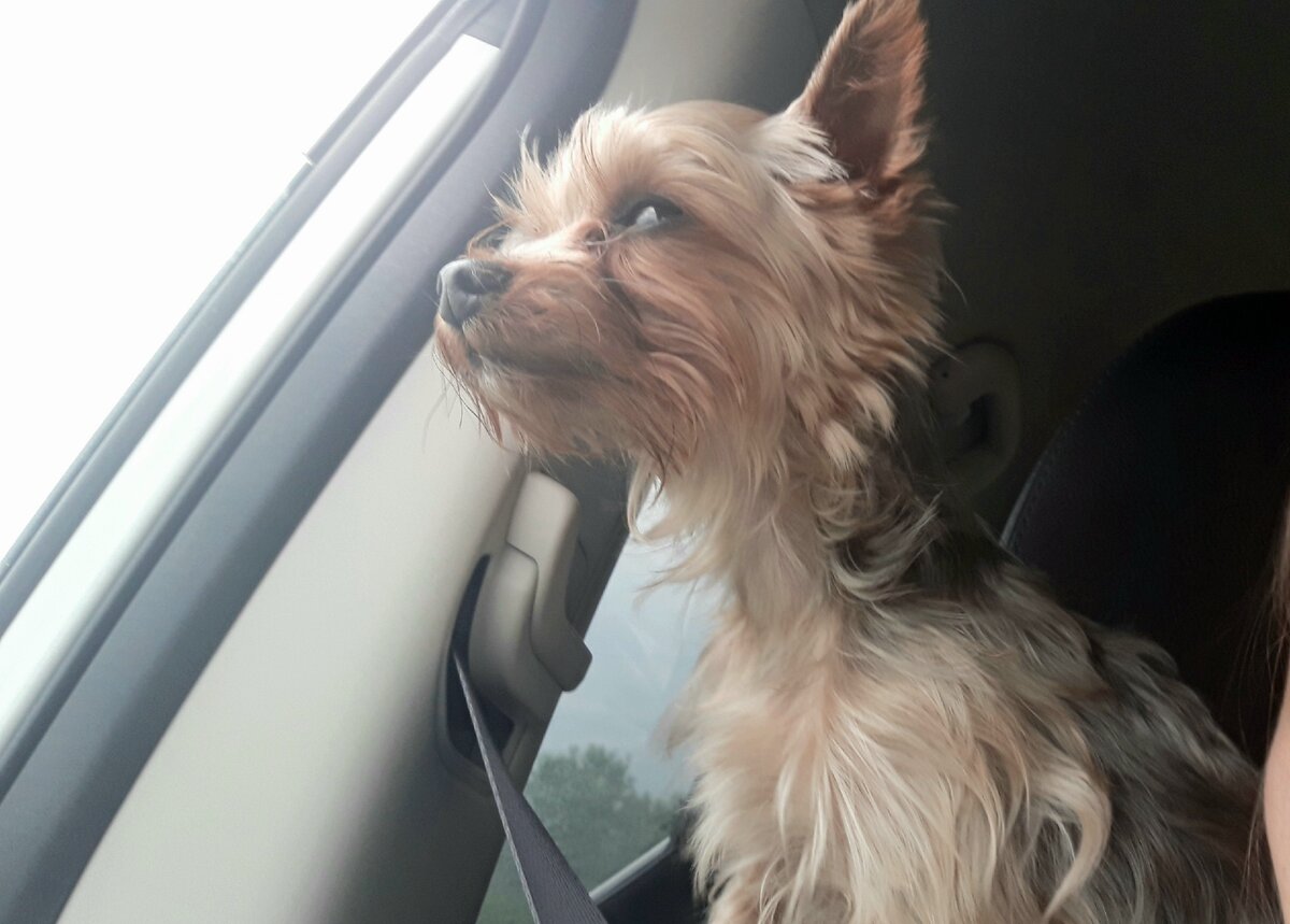 Высоко сижу, далеко гляжу