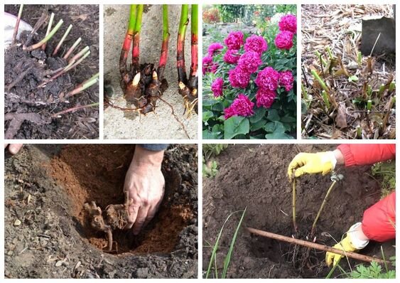 Фото: https://i.pinimg.com