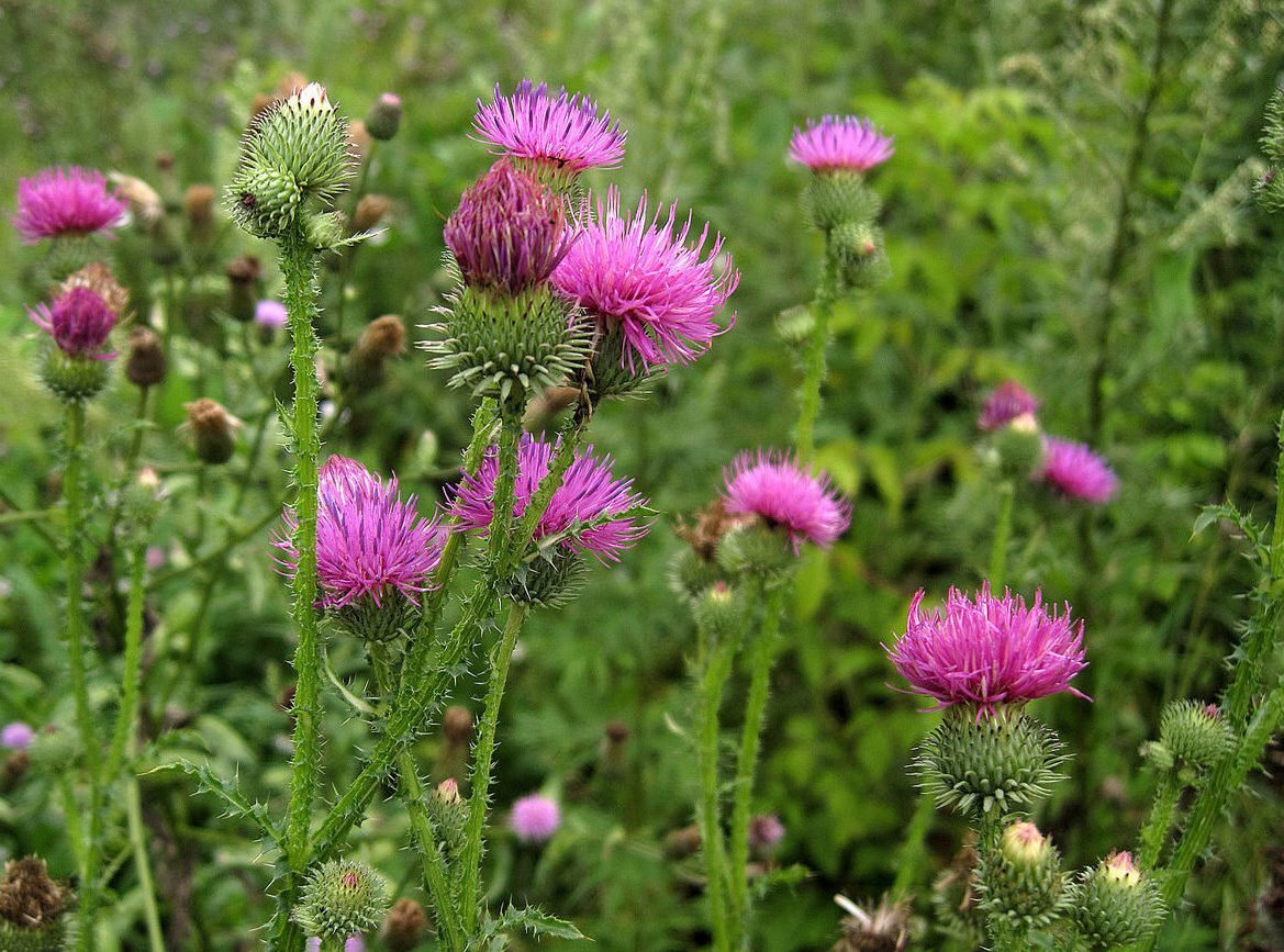 Фото из свободных источников